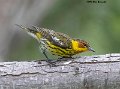 _B248388 cape may warbler